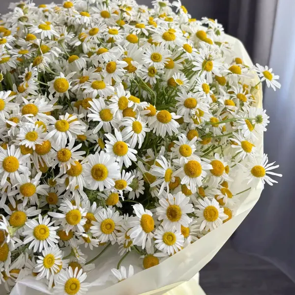 Сезонные цветы