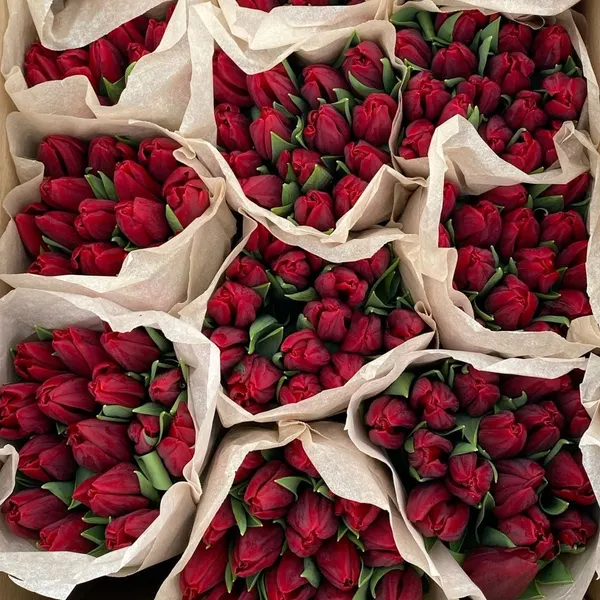 Тюльпаны